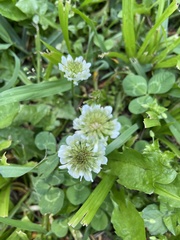 Trifolium repens