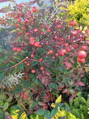 Nandina