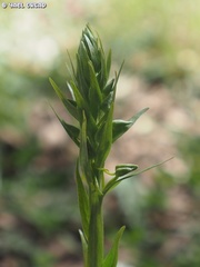 Platanthera holmboei