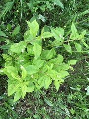 Prunus padus