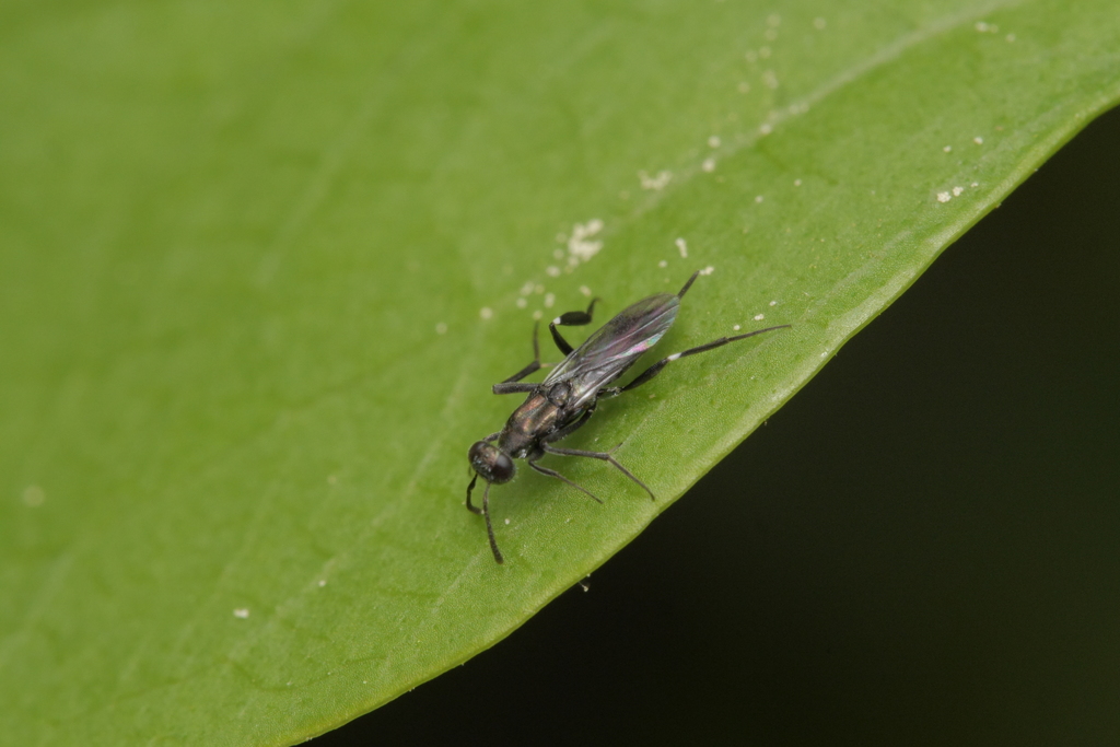 Metapelma nobilis