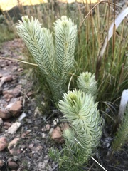 Phylica pubescens