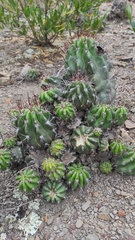 Echinopsis bridgesii