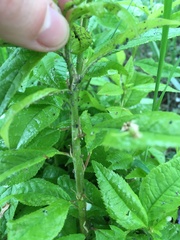 Prunus padus
