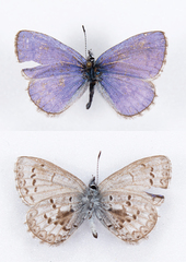 Celastrina asheri