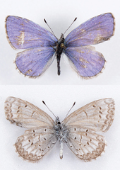 Celastrina asheri