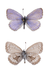 Celastrina asheri