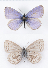 Celastrina asheri