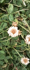 Trifolium repens
