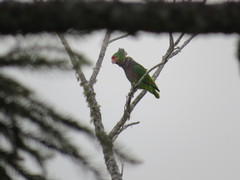 Amazona vinacea