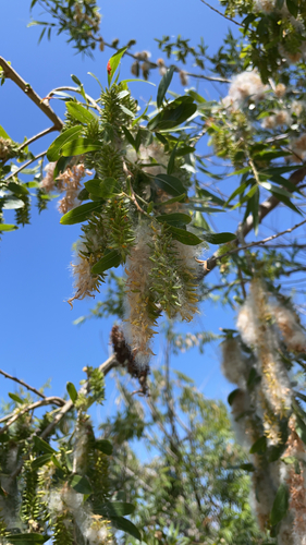 iNaturalist observation photo of Goodding's willow