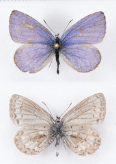Celastrina asheri