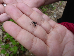 Penthetria funebris