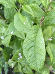 Prunus padus