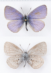 Celastrina asheri