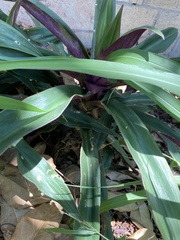 Tradescantia spathacea