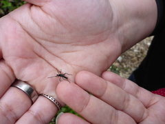 Penthetria funebris