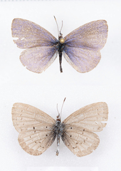 Celastrina asheri