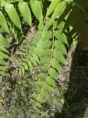 Ailanthus altissima
