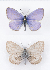 Celastrina asheri