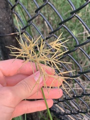Cyperus thyrsiflorus