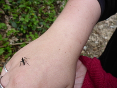 Penthetria funebris