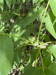 Ailanthus altissima