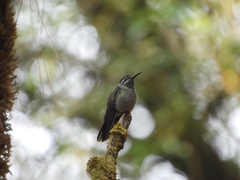 Lampornis clemenciae