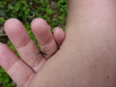 Penthetria funebris