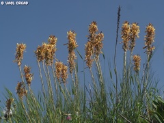 Asphodeline lutea