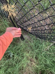 Cyperus thyrsiflorus