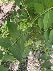 Ailanthus altissima