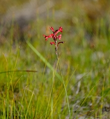 Tritoniopsis pulchra
