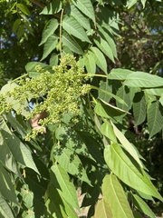 Ailanthus altissima