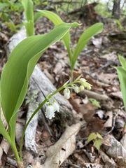 Convallaria pseudomajalis