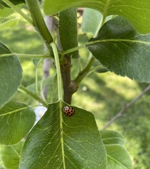 Harmonia axyridis