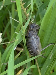 Pycnogaster