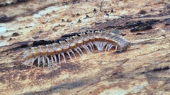 Polydesmus complanatus