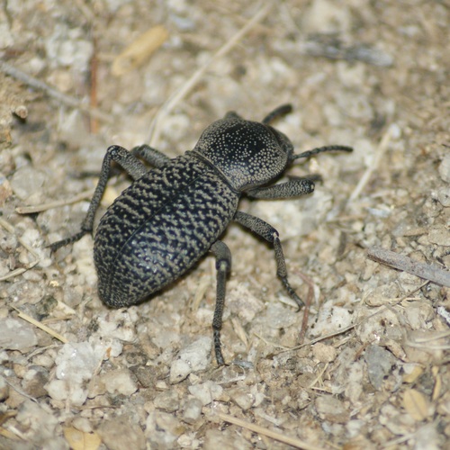 Black Death-feigning Beetle
