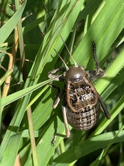 Pycnogaster