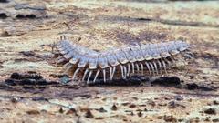 Polydesmus complanatus