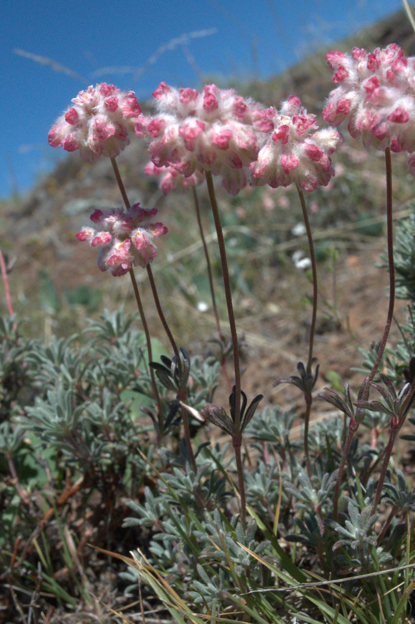 Eriogonum thymoides