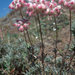 Eriogonum thymoides - Photo (c) Bob McCoy, alguns direitos reservados (CC BY-NC), uploaded by Bob McCoy