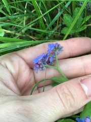 Myosotis
