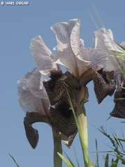 Iris hermona