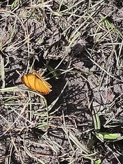 Tegosa serpia