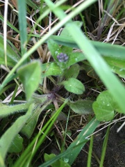Myosotis