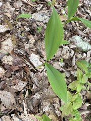 Convallaria pseudomajalis