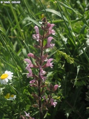 Salvia hierosolymitana