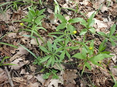Ranunculus cassubicus